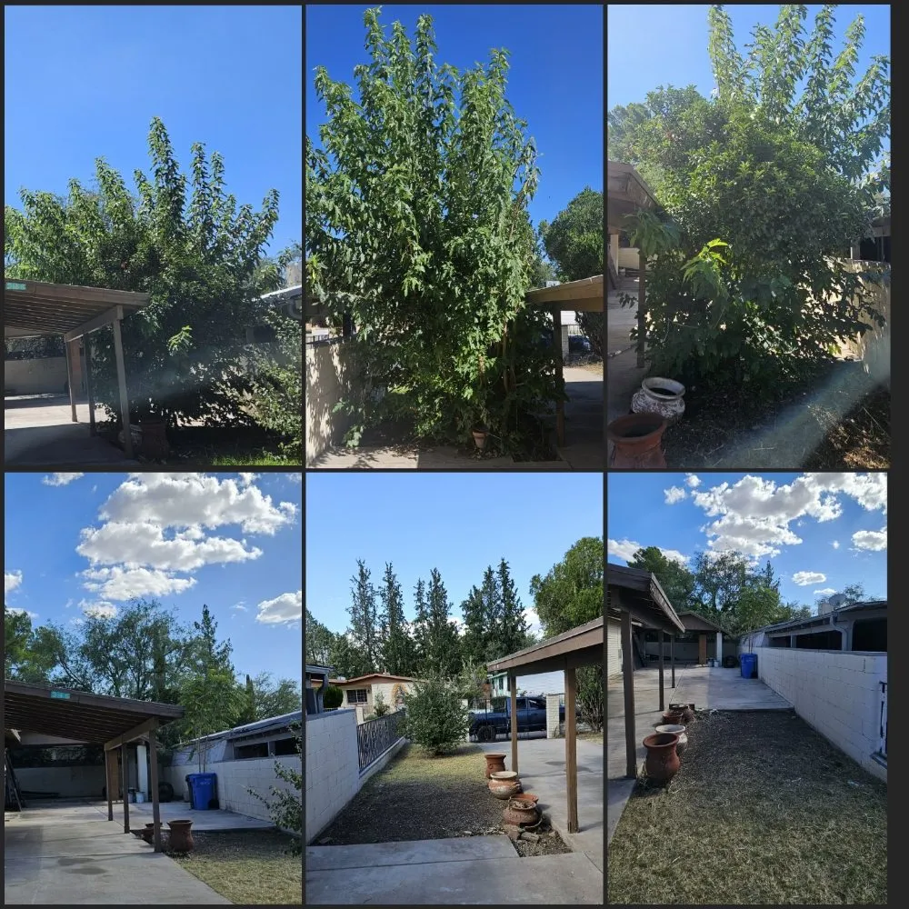 Affordable yard cleanup service experts serving Tucson, AZ - Rattle Rock Landscaping