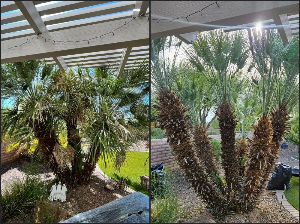 Local yard maintenance experts serving Tucson, AZ - Rattle Rock Landscaping