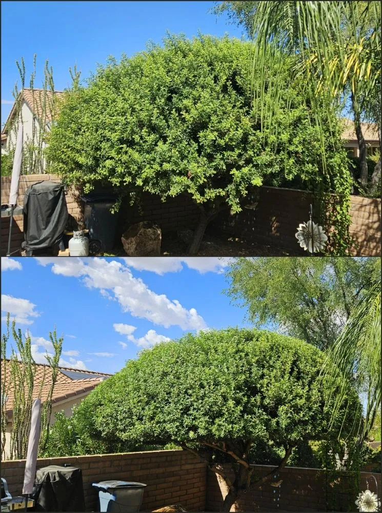 Trusted garden landscaping for year-round maintenance in Tucson, AZ by Rattle Rock Landscaping