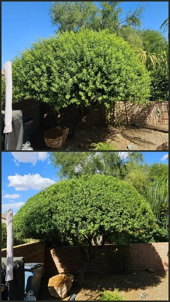 Local landscape installation for residential properties in Tucson, AZ by Rattle Rock Landscaping