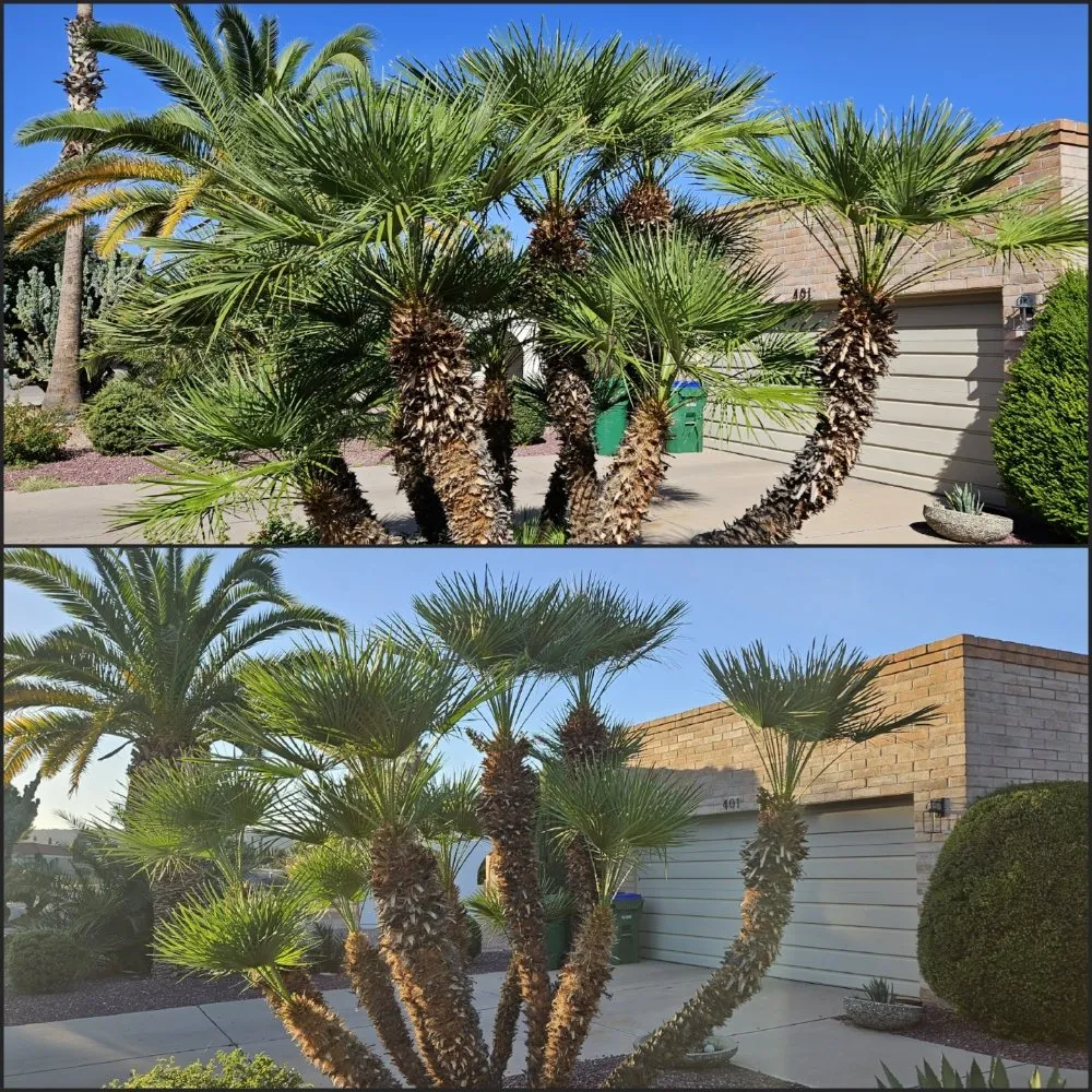 Reliable yard cleanup service for residential properties in Tucson, AZ by Rattle Rock Landscaping