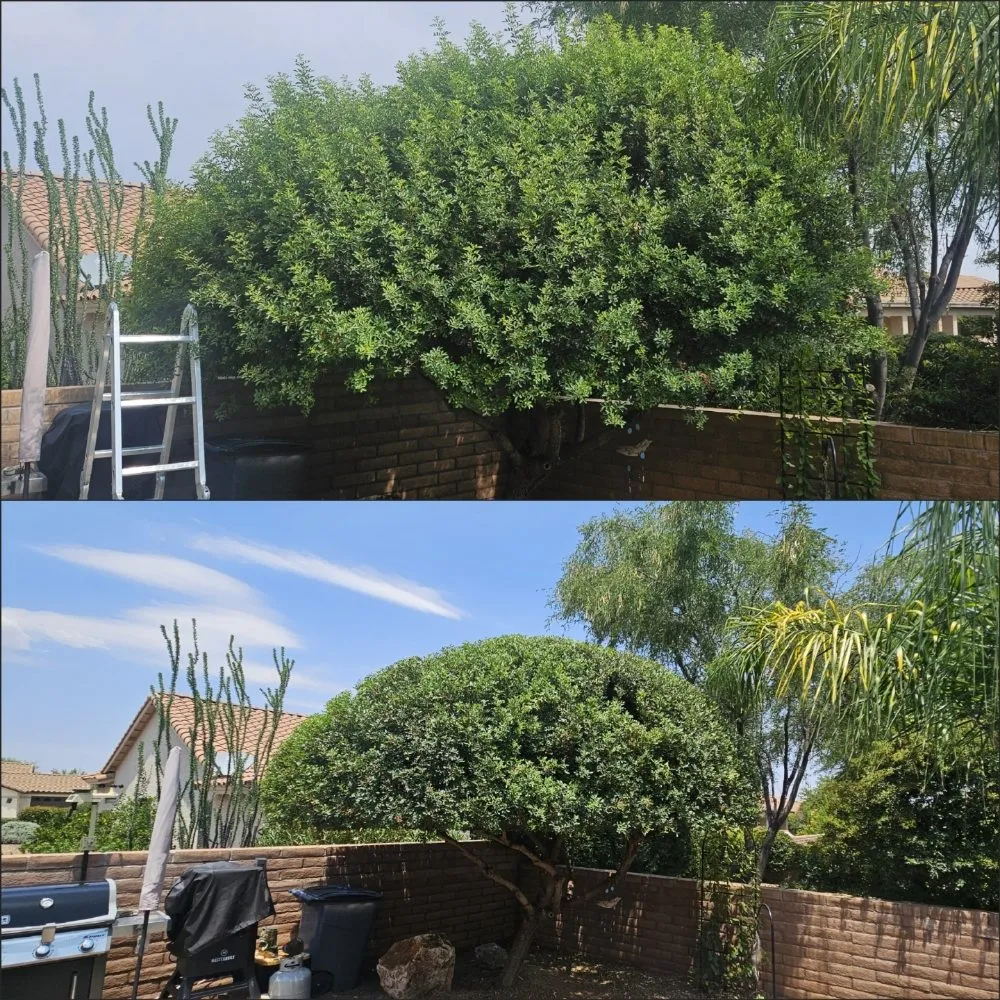 Affordable outdoor landscaping near you across Tucson, AZ - Rattle Rock Landscaping