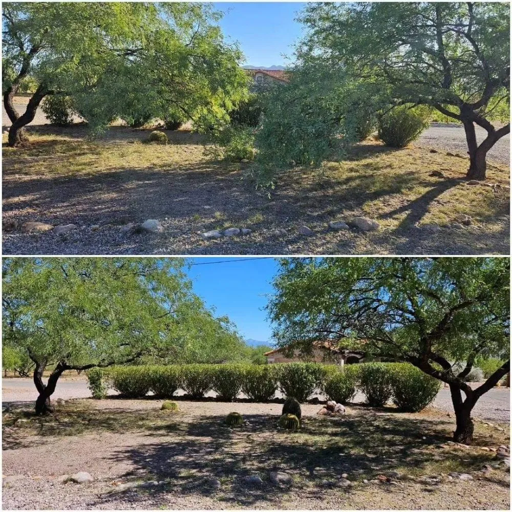 Top-rated lawn care service in Tucson, AZ - Rattle Rock Landscaping