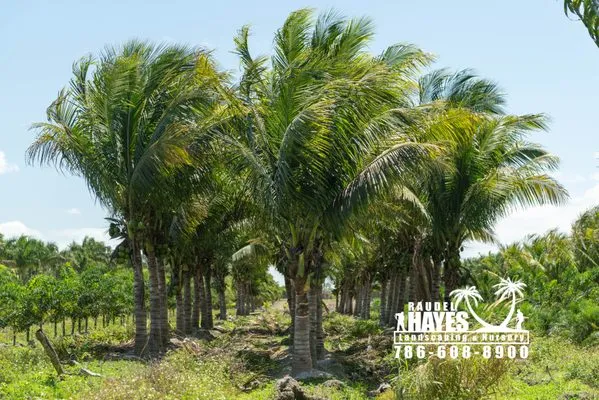 Raudel Hayes Landscaping & Nursery Logo