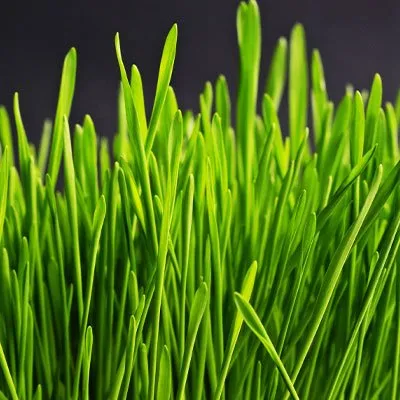 Local garden landscaping experts serving Atwater, CA - Raul Garden Services