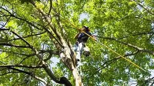 Expert lawn care service in Costa Mesa, CA - Raul Gomez Landscape & Irrigation Specialist