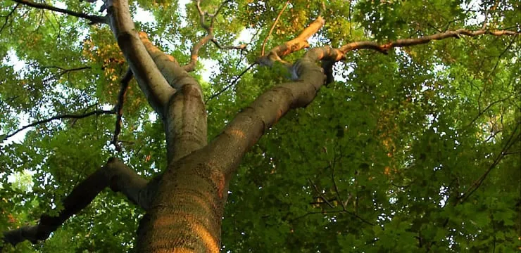 Top-rated landscaping services with custom design in Costa Mesa, CA by Raul Gomez Landscape & Irrigation Specialist