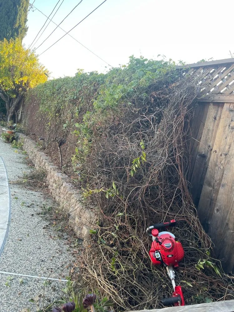 Custom lawn care service for year-round maintenance across San Jose, CA - Raul Huerta Lanscaping