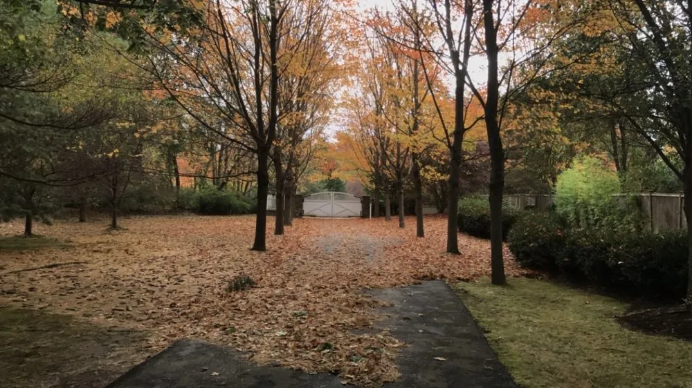 Trusted landscaping services for year-round maintenance across Port Chester, NY - Raul Martinez Landscaping