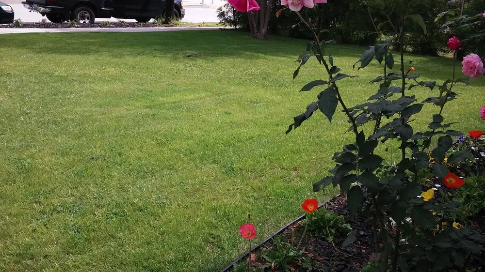 Professional outdoor landscaping for beautiful yards in Inglewood, CA by Raul Ramirez Landscaping