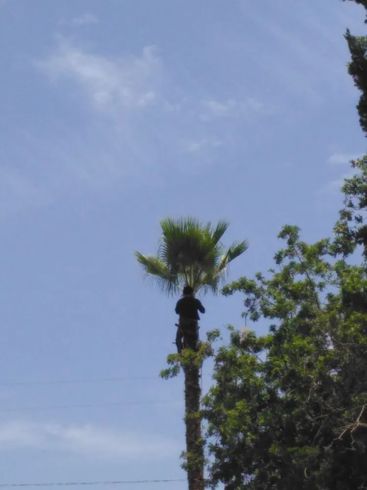 Expert landscaping services in Inglewood, CA by Raul Ramirez Landscaping