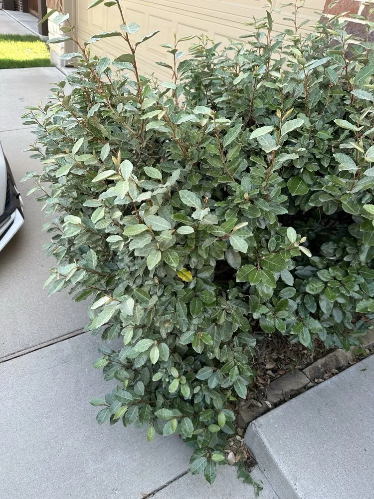 Professional outdoor landscaping for homes across Fort Worth, TX - Rauls Lawn Care