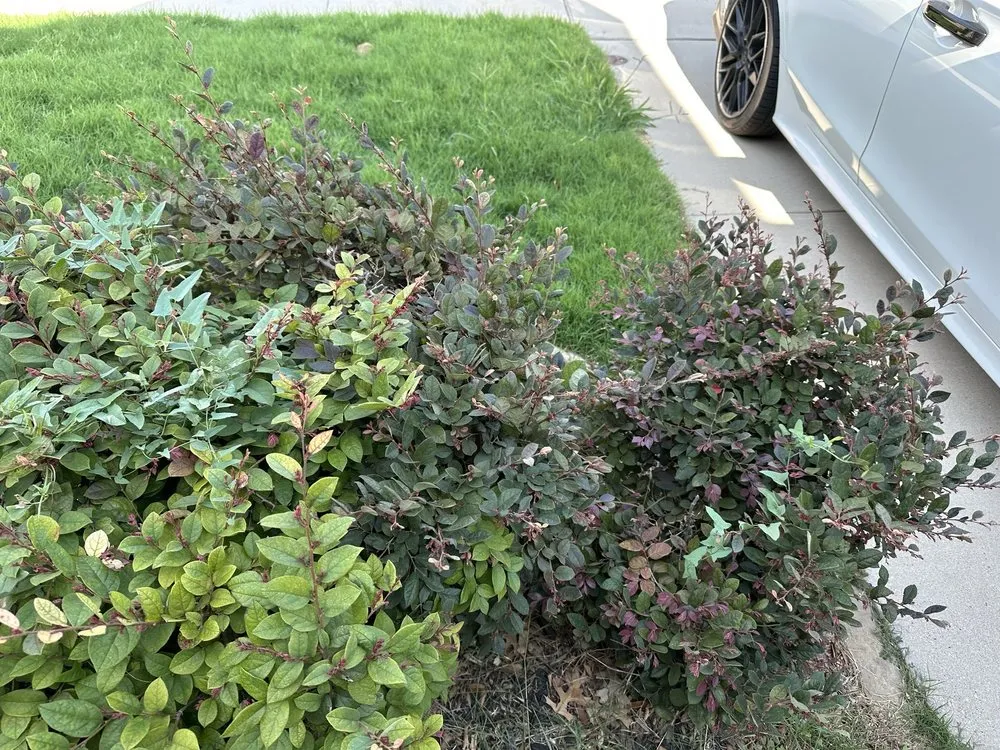 Top-rated garden landscaping near you in Fort Worth, TX by Rauls Lawn Care