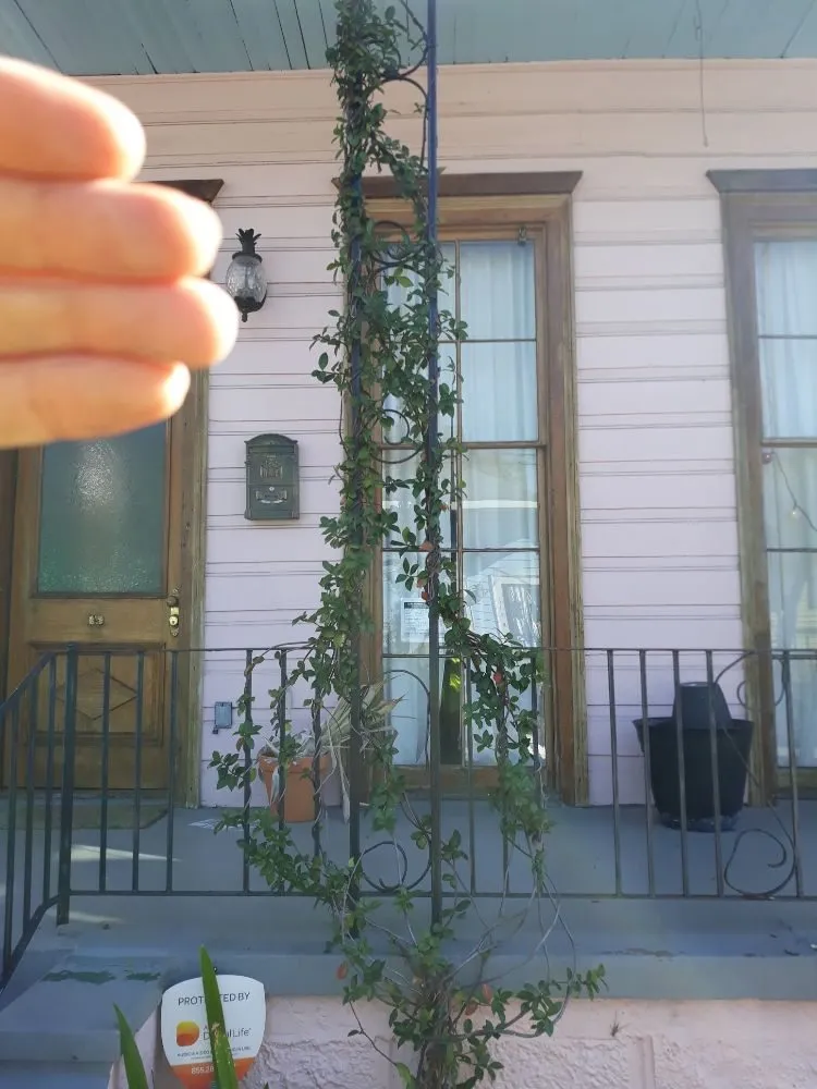 Top-rated yard maintenance experts serving Metairie, LA - Raul's Mobile Lawn Care and Landscaping