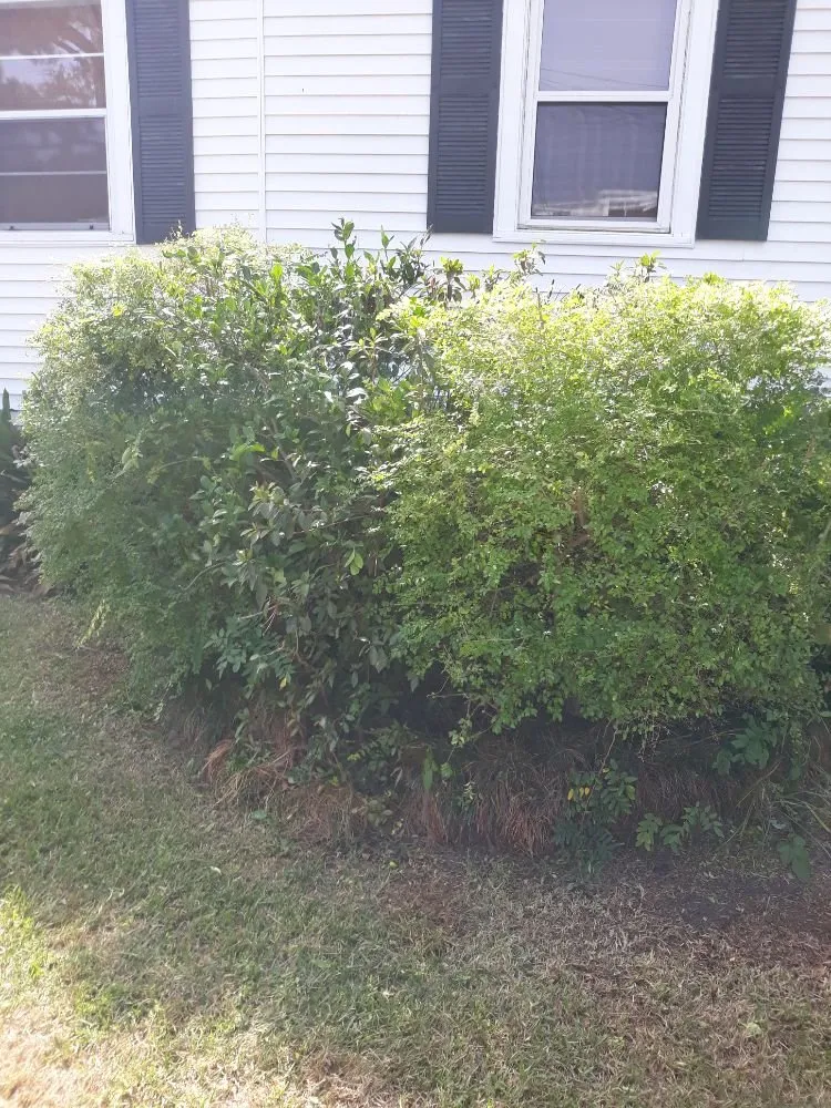 Professional yard maintenance for year-round maintenance in Metairie, LA by Raul's Mobile Lawn Care and Landscaping