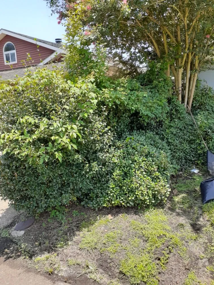 Local landscape design for outdoor upgrades in Metairie, LA by Raul's Mobile Lawn Care and Landscaping