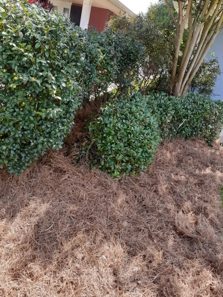 Expert lawn mowing service in Metairie, LA - Raul's Mobile Lawn Care and Landscaping