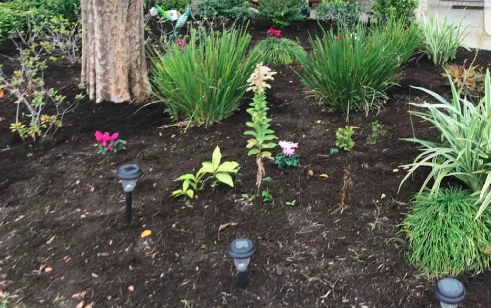 Custom residential landscaping in Phoenix, AZ by Rauls Multi Service