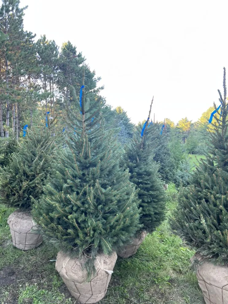 Professional garden landscaping in Burlington, WI - Rausch Tree and Outdoor Services