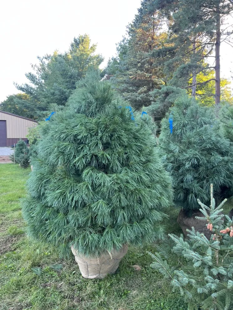 Affordable landscaping services in Burlington, WI - Rausch Tree and Outdoor Services