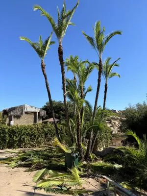 Raven Landscaping Logo