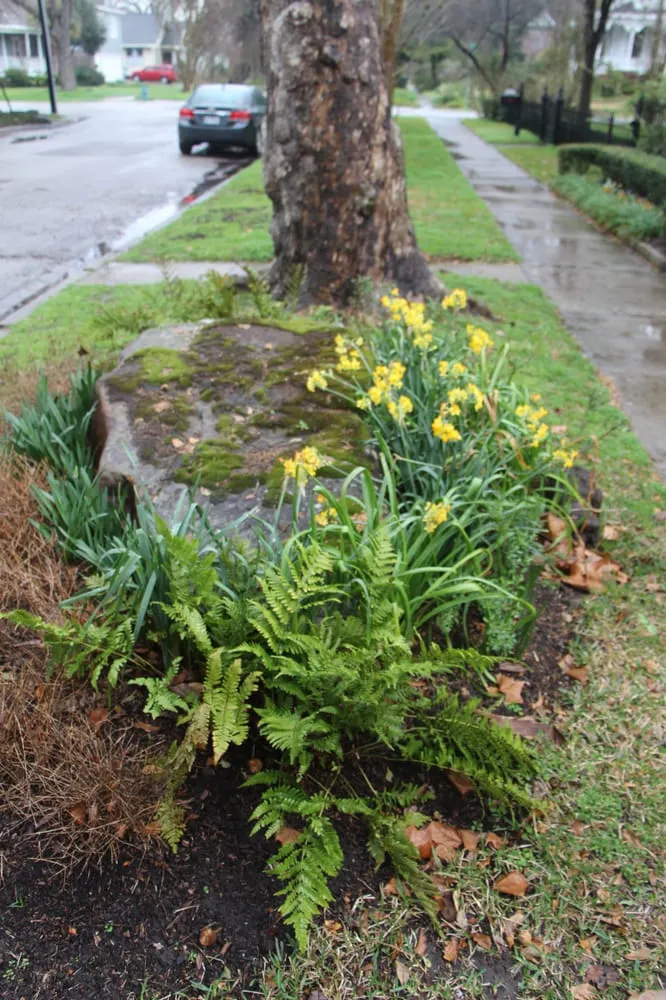 Affordable residential landscaping for year-round maintenance in Houston, TX by Ravenscourt Landscaping & Design
