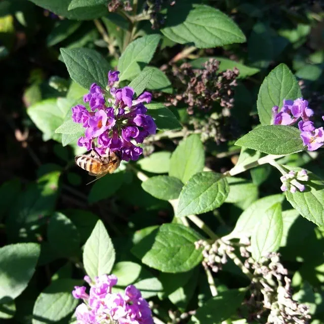 Professional landscape installation in Houston, TX - Ravenscourt Landscaping & Design