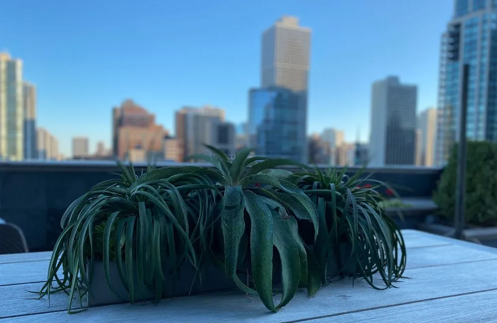 Top-rated residential landscaping experts serving Chicago, IL - RAW Designs