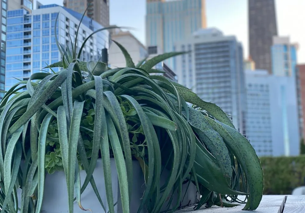 Top-rated yard cleanup service for outdoor upgrades across Chicago, IL - RAW Designs