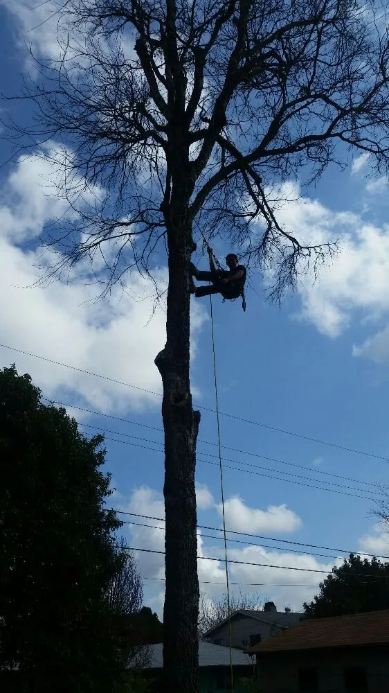 Trusted landscape installation for homes in Kyle, TX by Ray and Sons Landscaping