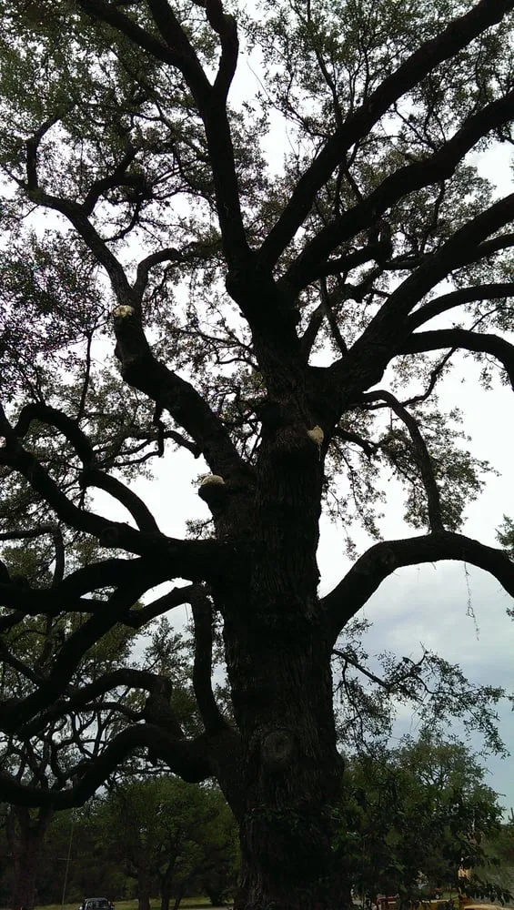 Expert lawn care service for year-round maintenance in Kyle, TX by Ray and Sons Landscaping