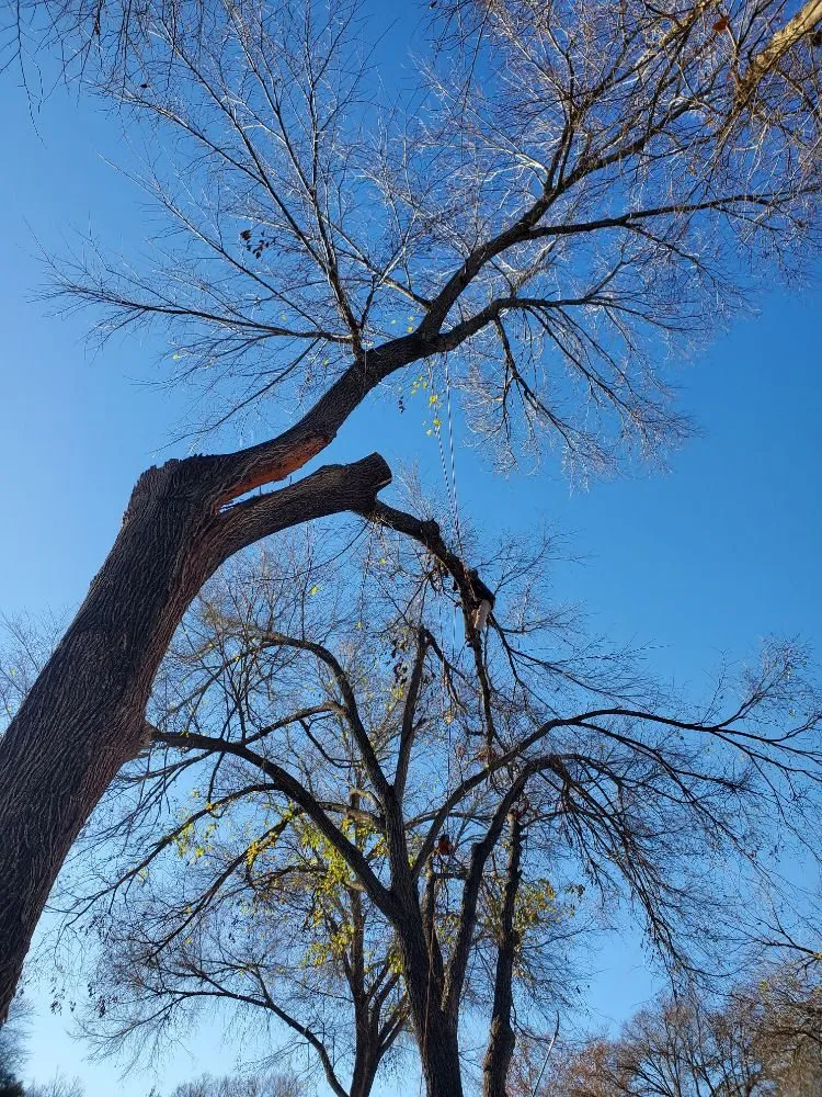 Expert landscape design experts serving Kyle, TX - Ray and Sons Landscaping