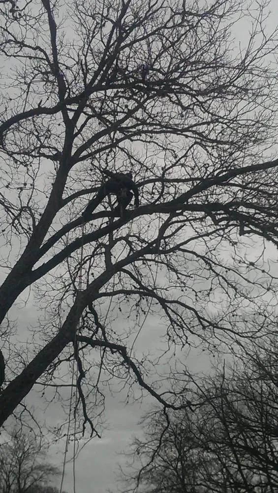 Expert yard maintenance for homes across Kyle, TX - Ray and Sons Landscaping