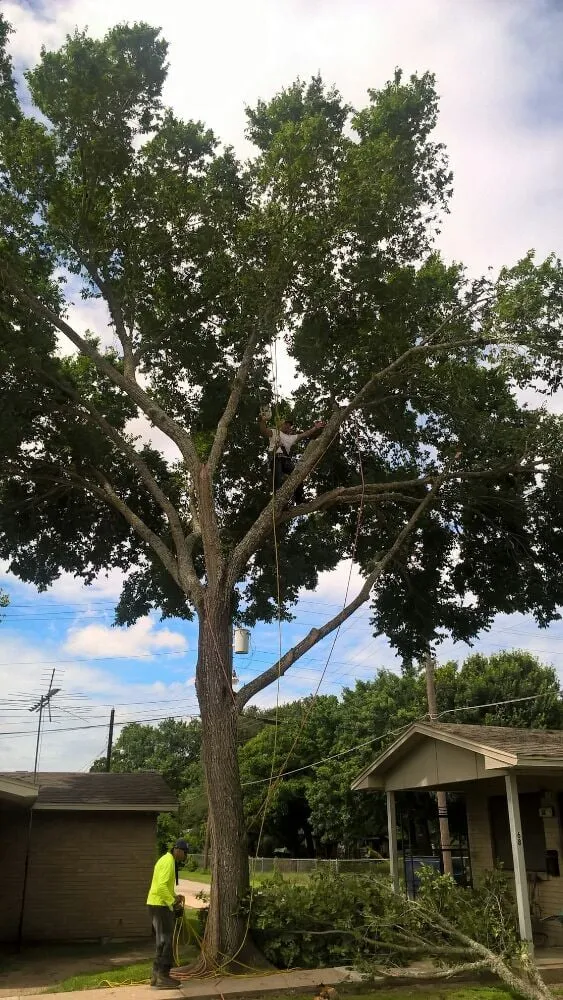 Local landscape installation with custom design across Kyle, TX - Ray and Sons Landscaping