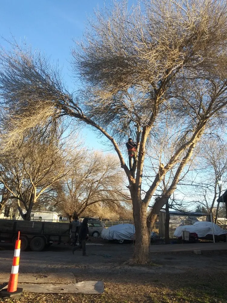 Professional residential landscaping in Kyle, TX by Ray and Sons Landscaping