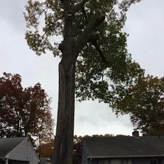 Local residential landscaping in Hartford, CT by Ray The Tree Guy