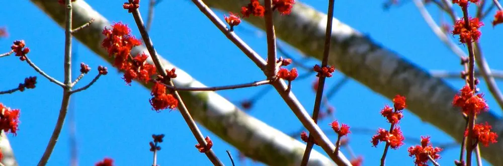 Expert residential landscaping in Hartford, CT - Ray The Tree Guy