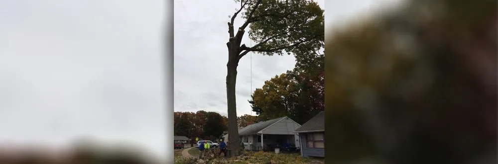 Affordable residential landscaping for outdoor upgrades in Hartford, CT by Ray The Tree Guy