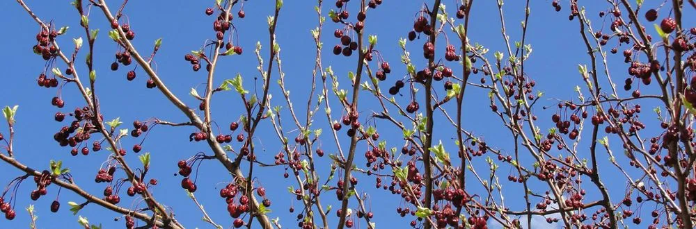 Top-rated lawn mowing service for outdoor upgrades in Hartford, CT by Ray The Tree Guy