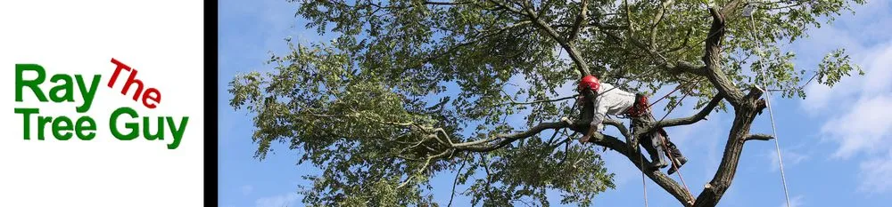 Local landscaping services in Hartford, CT by Ray The Tree Guy