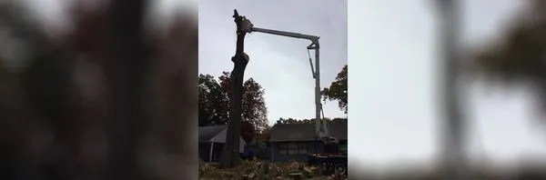 Ray The Tree Guy Logo