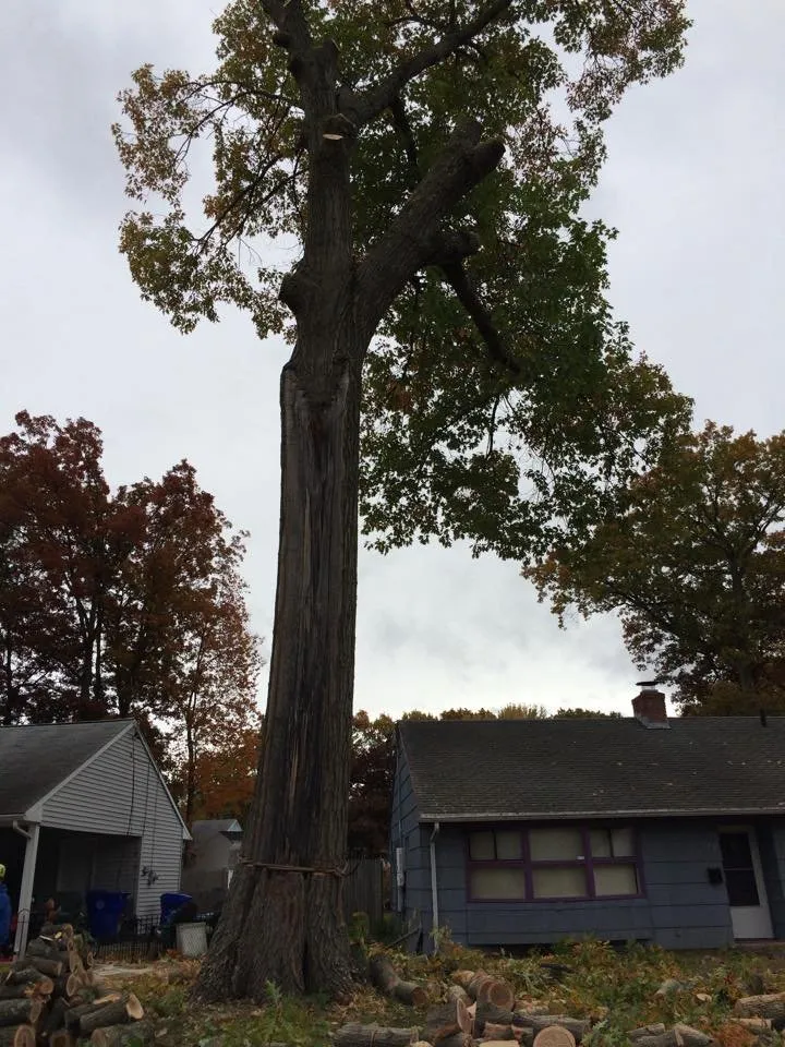 Custom landscaping services in Stafford Springs, CT by Ray The Tree Guy