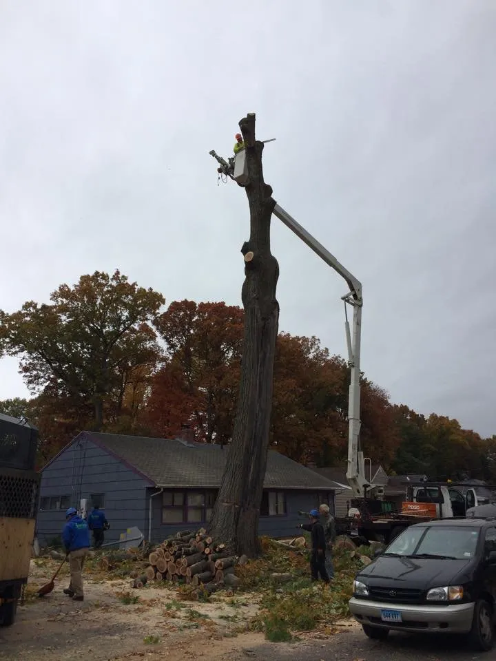 Affordable yard maintenance in Stafford Springs, CT by Ray The Tree Guy