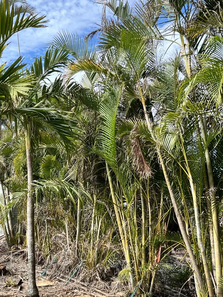 Professional yard maintenance for homes across Rotonda West, FL - Ray Tippins Tree Service & Landscaping