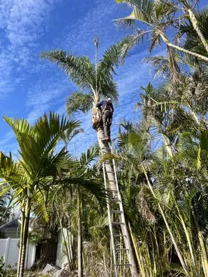 Ray Tippins Tree Service & Landscaping Logo