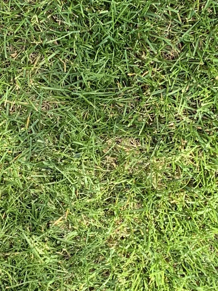 Local lawn care service for outdoor upgrades in Mead, WA by Ray Turf Farms