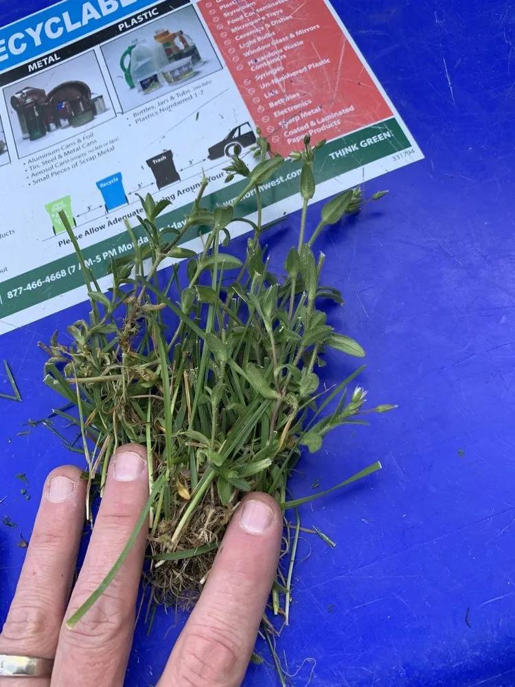 Custom yard cleanup service experts serving Mead, WA - Ray Turf Farms