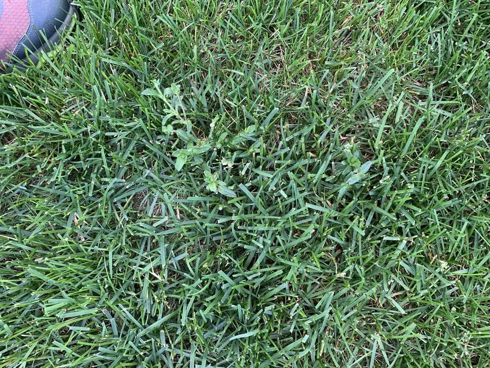 Trusted residential landscaping in Mead, WA - Ray Turf Farms