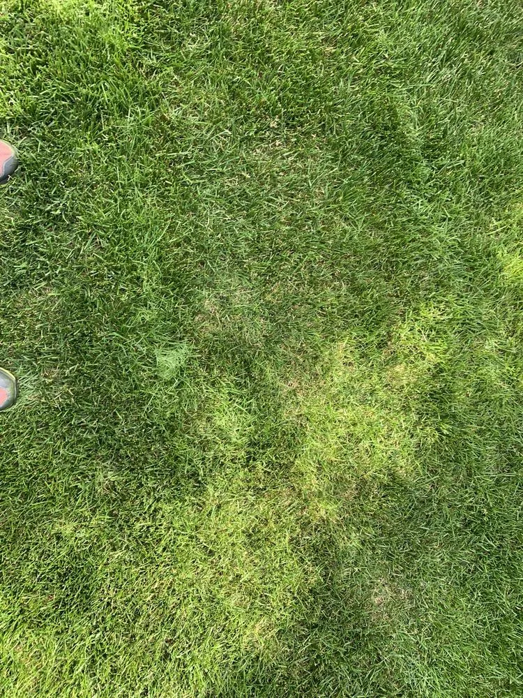 Expert yard maintenance in Mead, WA by Ray Turf Farms