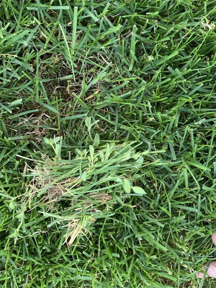 Trusted landscape installation for residential properties in Mead, WA by Ray Turf Farms